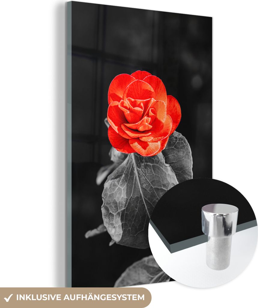 MuchoWow Glasbilder - Bilder auf Wandbild - Foto auf Glas Blumen - Schwarz - Weiß - Rose - Rot 20x30 cm Wanddekoration aus Glas - Acrylglasbild - ...