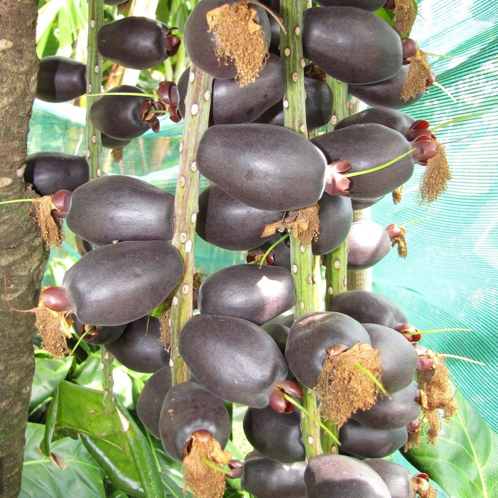 Paonuss (Barringtonia edulis) - 1 seme germogliato Immagine del prodotto 