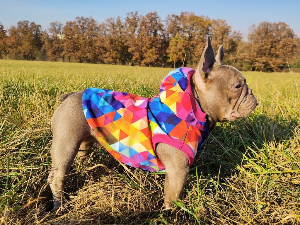 nted Dog Nepromokavá softshellová bunda pro psa - Rain Obrázek produktu 3