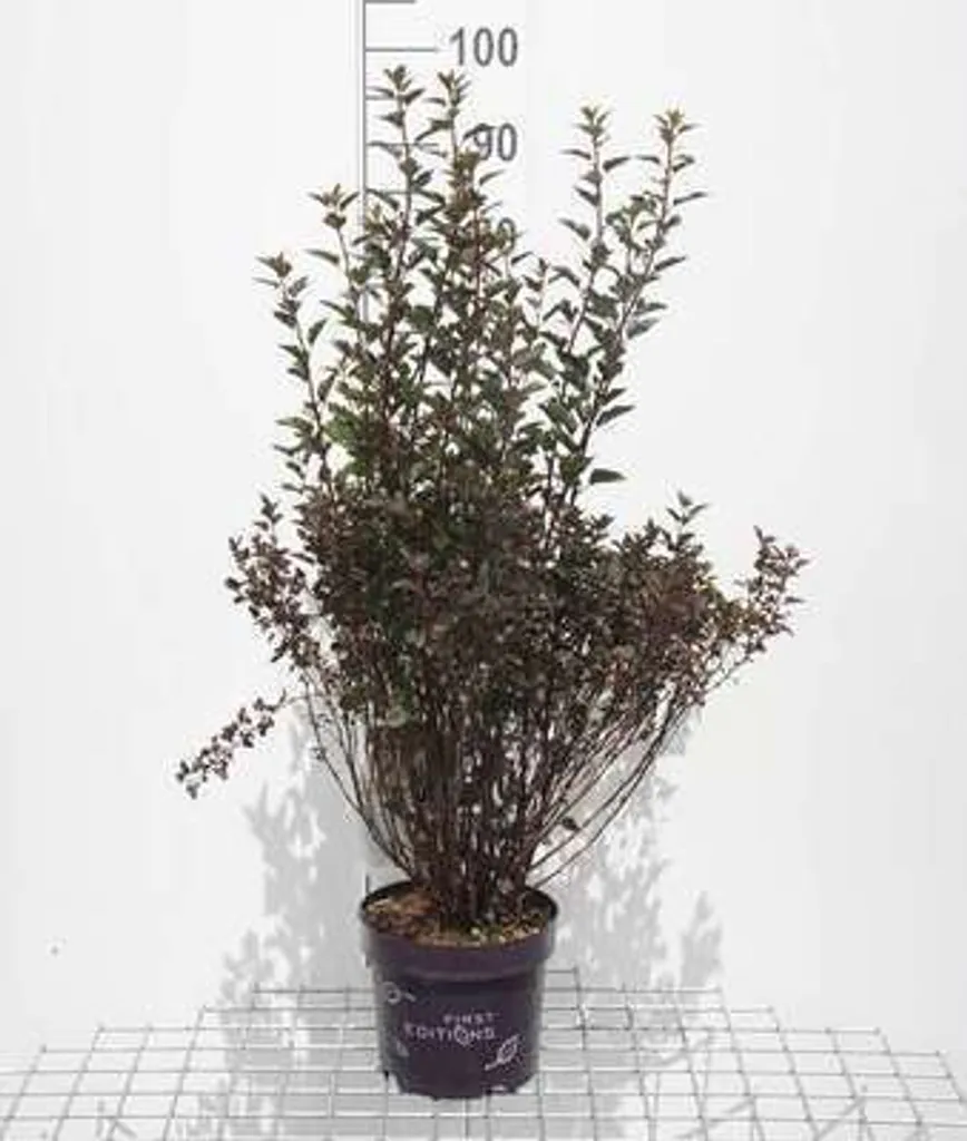 Physocarpus Summer Wine® Arbuste Robuste Sans Entretien - 40/60 cm