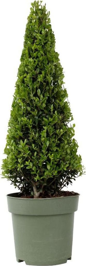 Houx crenelé - Ilex crenata 'Jenny' - Hauteur 55-65cm - Image du produit 