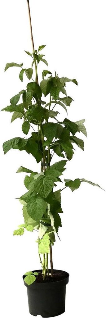 A potted raspberry plant with green leaves and a support stake, isolated on a white background.