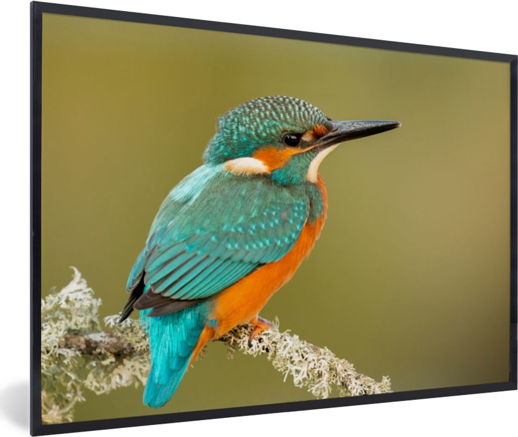 MuchoWow Gerahmtes Poster Eisvogel - Tiere - Vogel 90x60 cm - Poster mit Schwarzem Bilderrahmen Wandposter Rahmen Foto Bilder - Fotorahmen - Foto...