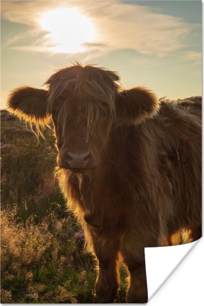 MuchoWow Poster Schottisches Hochlandrind - Sonnenuntergang - Gras 20x30 cm - Papierdruck