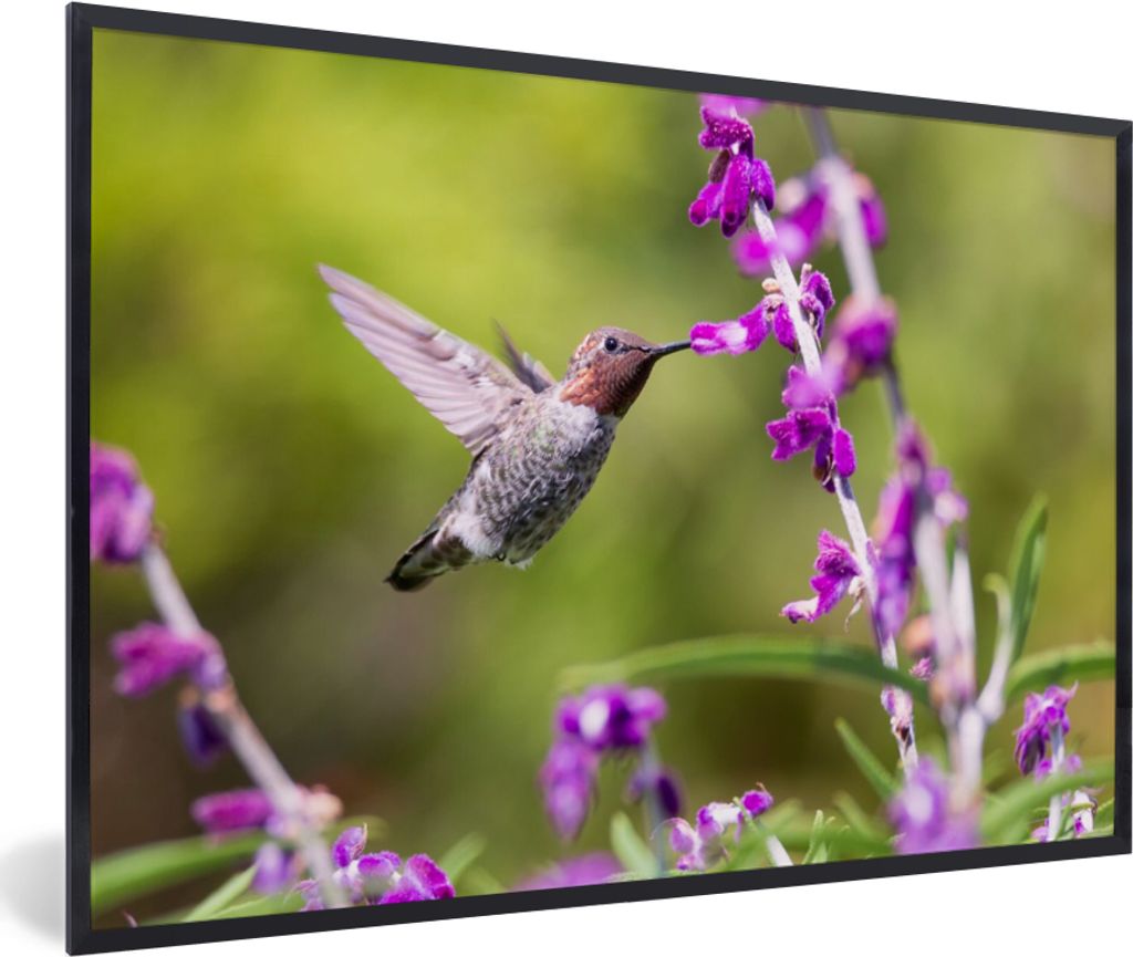 MuchoWow Gerahmtes Poster Kolibri - Vogel - Natur 60x40 cm - Poster mit Schwarzem Bilderrahmen Wandposter Rahmen Foto Bilder - Printing - Wanddek...
