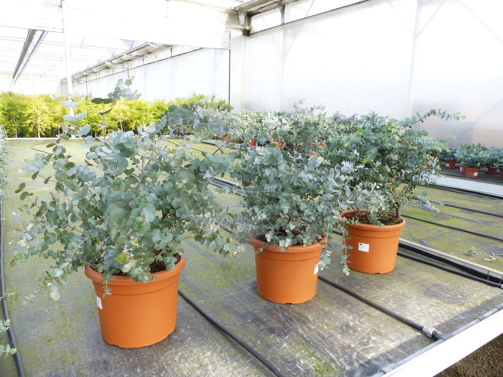 Eucalyptus Cinerea PREMIUM Eukalyptusbaum 70 Kaufland.de