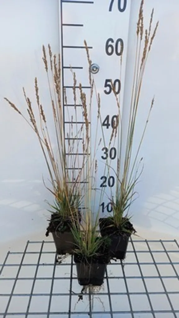 Graminée Molinia Overdam 6 plants - Feuillage panaché lumineux