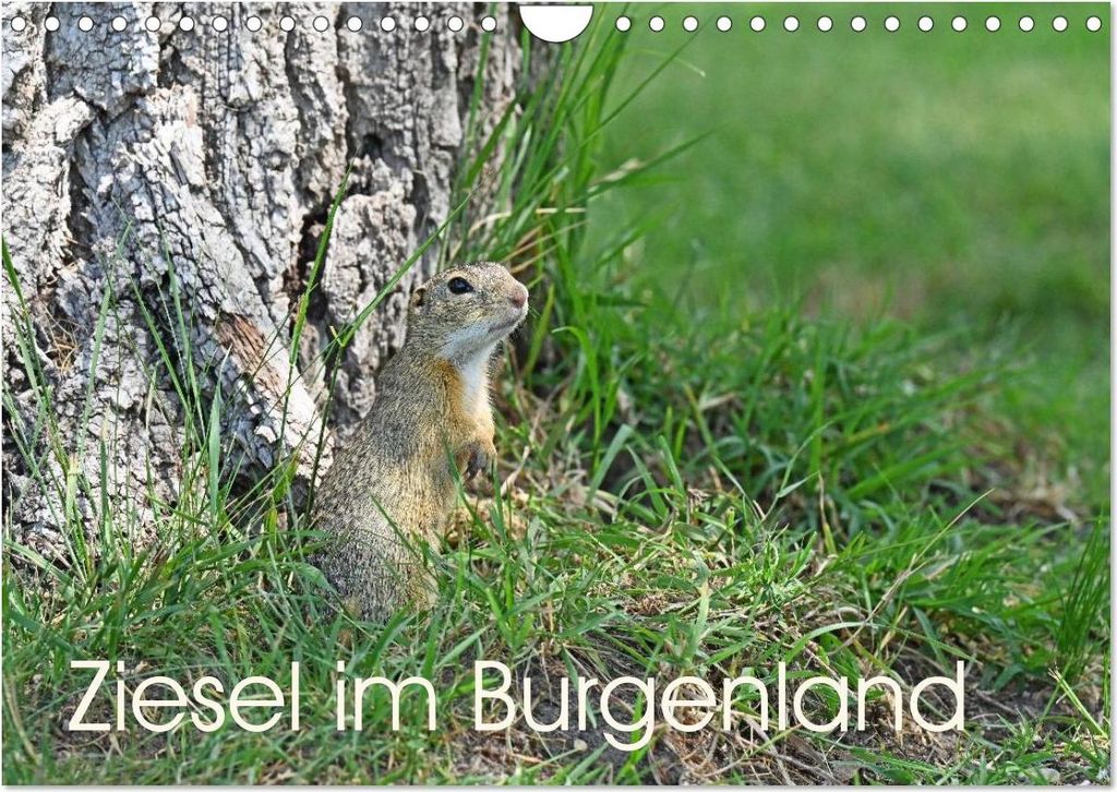 Ziesel im Burgenland (Wandkalender 2027 DIN A4 quer), CALVENDO Monatskalender