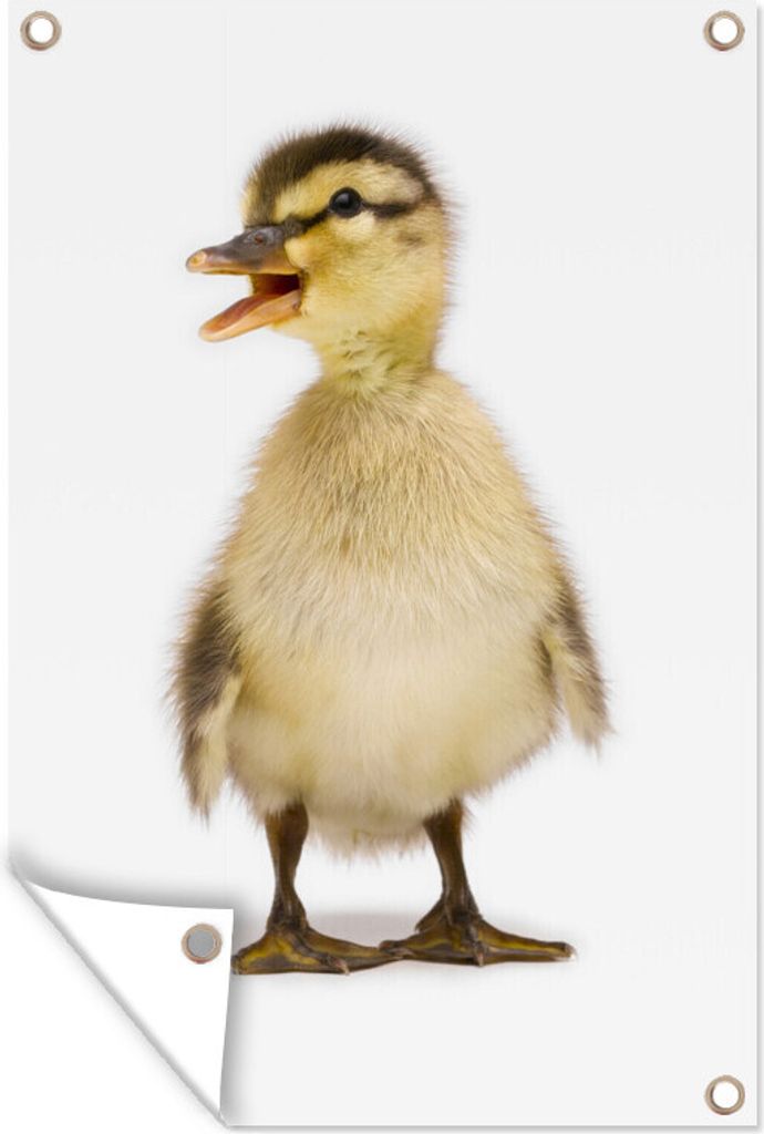 MuchoWow 60x90 cm Outdoor-Poster Gartendeko Sichtschutz Garten Poster für den Garten Baby-Ente schaut weg