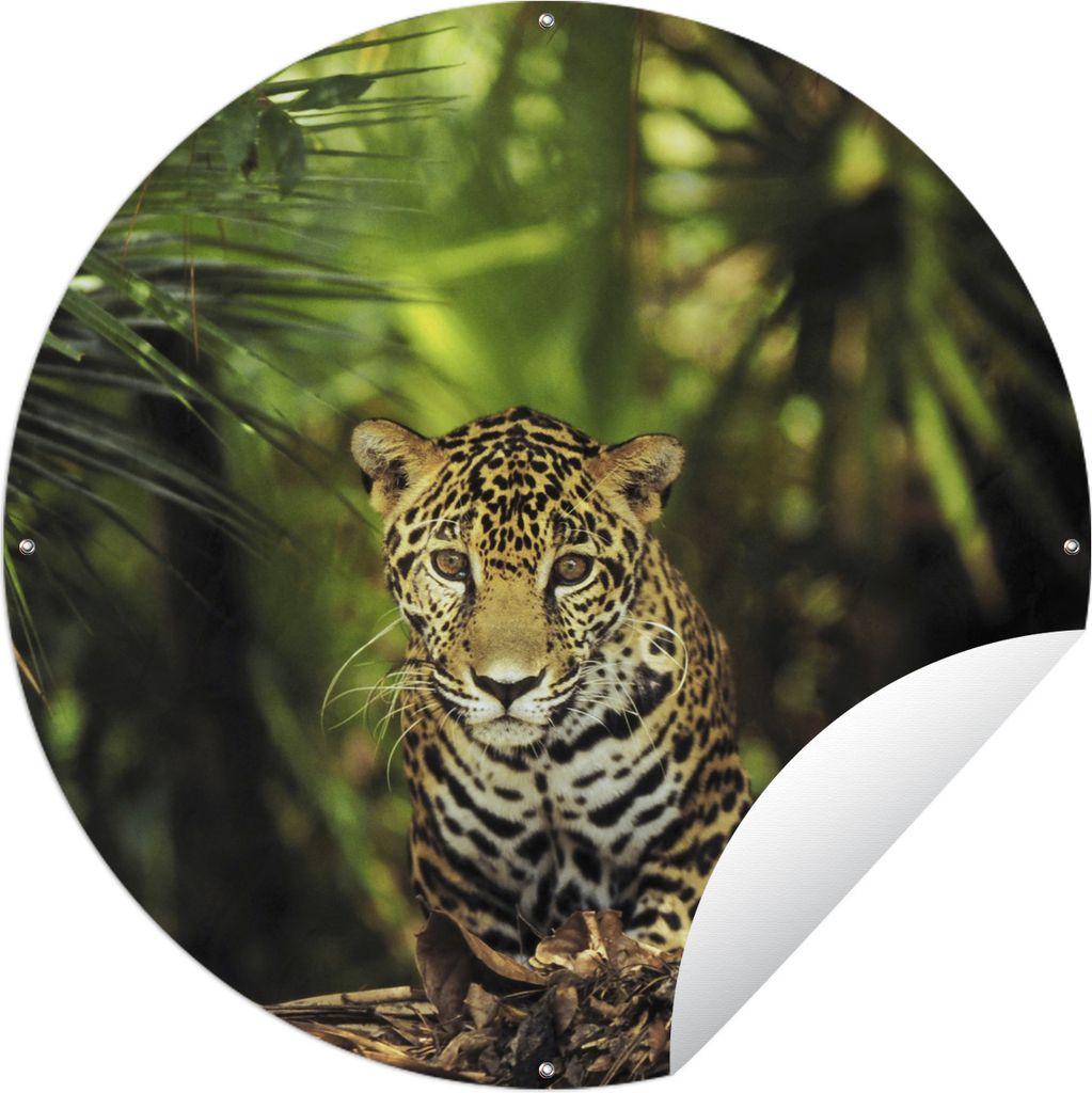 MuchoWow Gartenposter Outdoor-Poster Rund Junger Jaguar im Dschungel Ø 60 cm Gartendeko Rundes Poster draußen