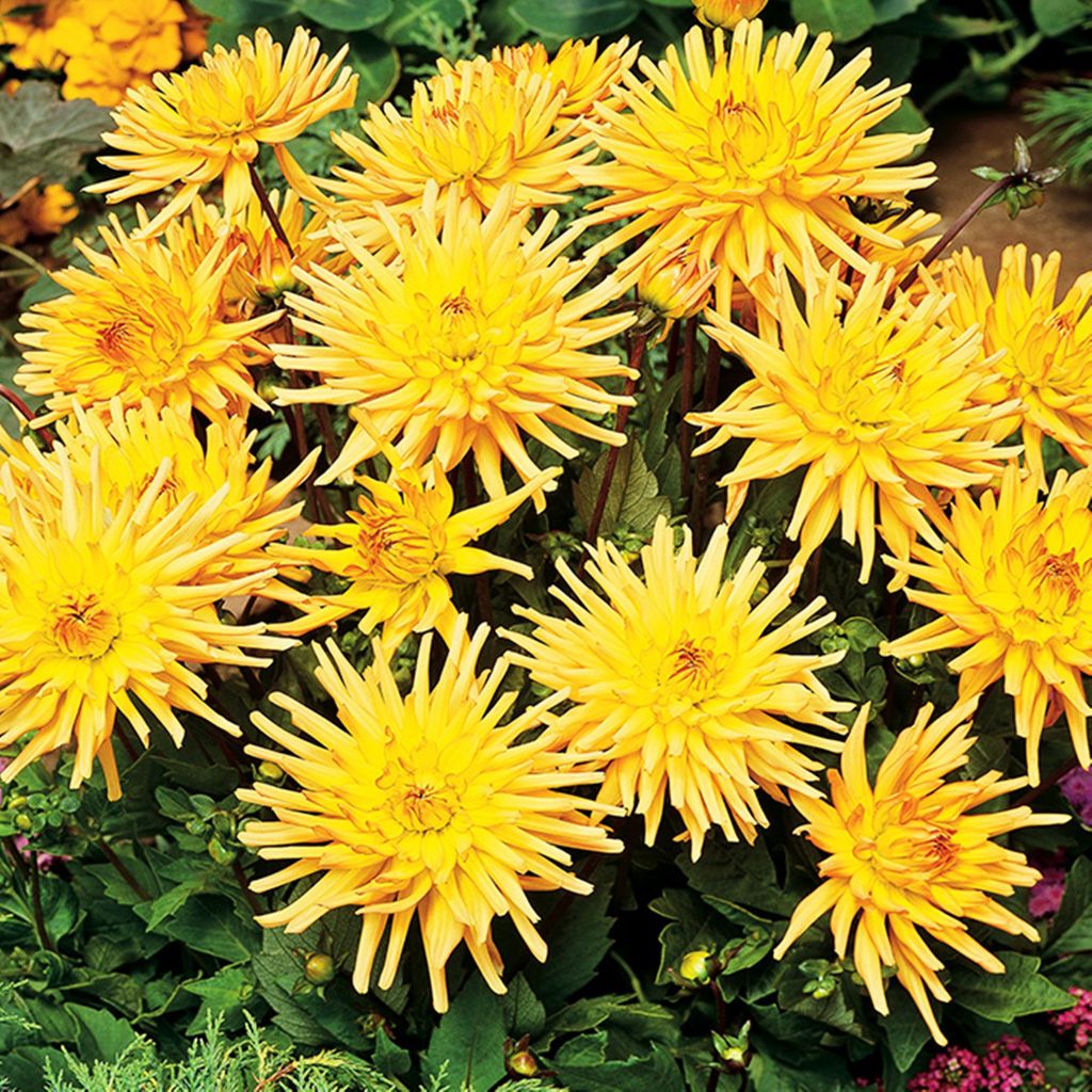 Dahlia cactus Garden Princess 1 pièce Dahlias plants de Image du produit 