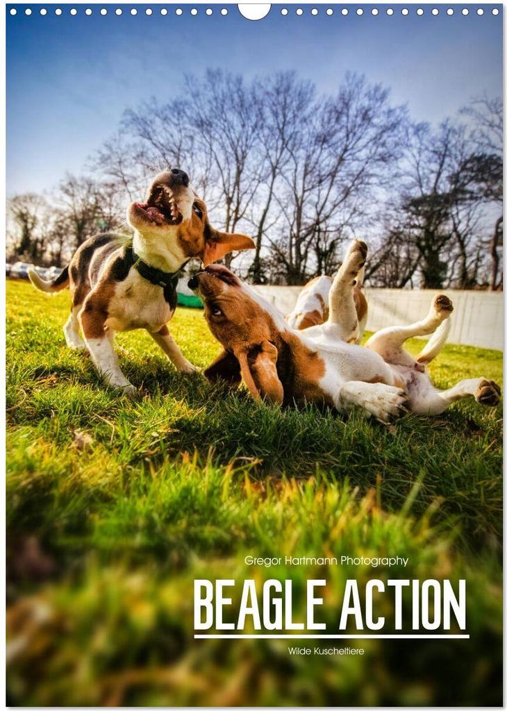 Beagle Action - Wilde Kuscheltiere (Wandkalender 2026 DIN A3 hoch), CALVENDO Monatskalender