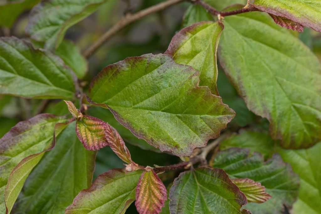 Parrotia persica 'Bella', Eisenholzbaum, 60–80 cm, auffälliges Laub
