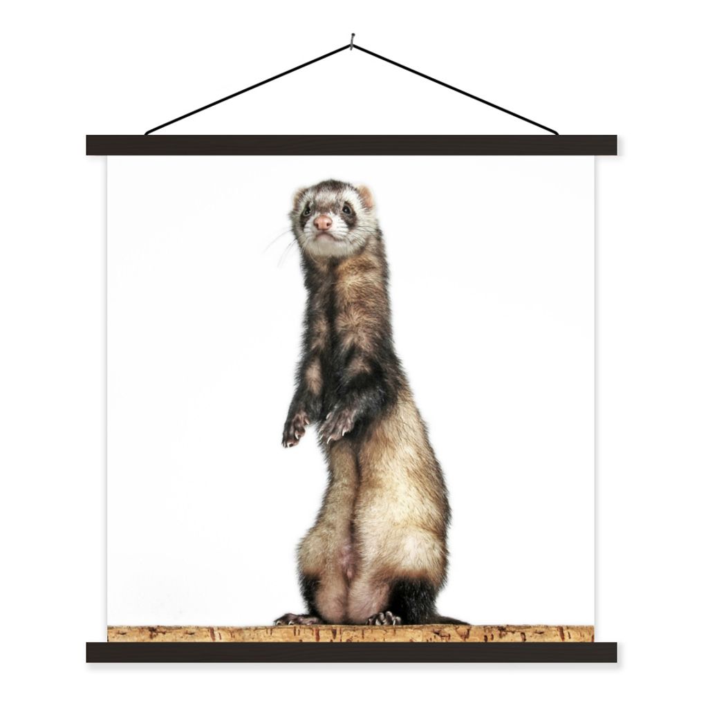 MuchoWow Textilposter Frettchen - Tiere - Fell 120x120 cm mit schwarzem Rahmen - Aufhängungsset