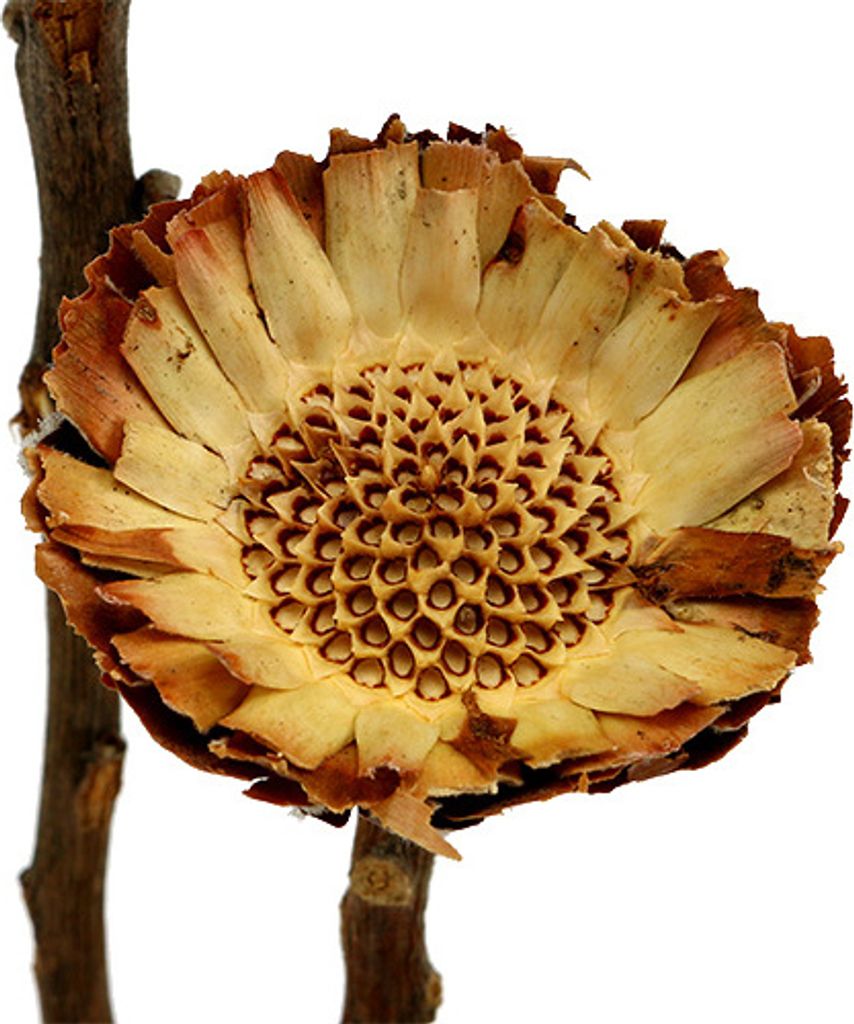 50 St. Compacta Rosette Hell - Elegante Trockenblumen Deko für stilvolle Arrangements und Kränze, 50 Stück