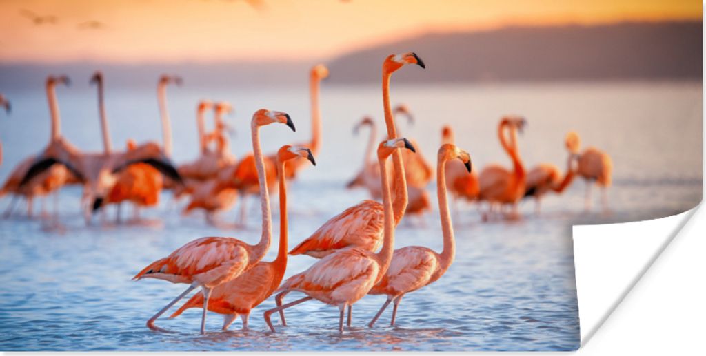 MuchoWow Poster Flamingo - Tiere - Wasser - Rosa 160x80 cm - Foto Poster