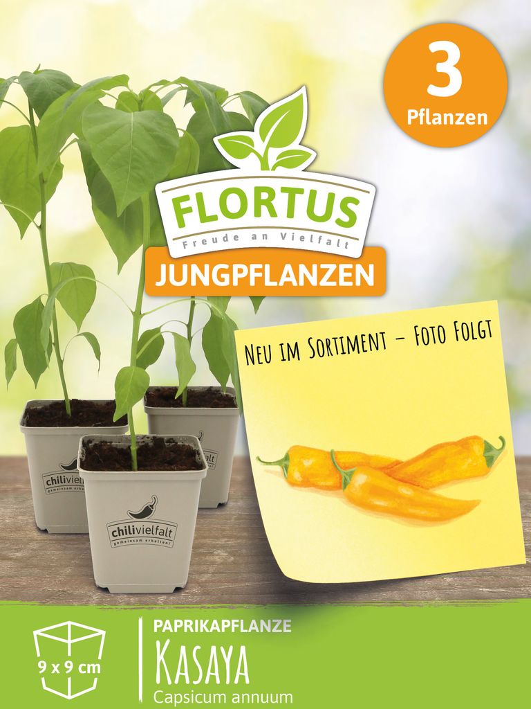 Paprikapflanze Kasaya | Paprikapflanzen von FLORTUS, Menge:3 Pflanzen