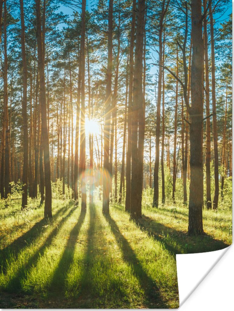 MuchoWow Poster Sonne - Bäume - Landschaft - Gras 30x40 cm - Wandplakat - Poster Kinderzimmer