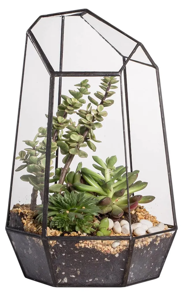 Terrarium en verre design asymétrique 25cm idéal pour petites fougères