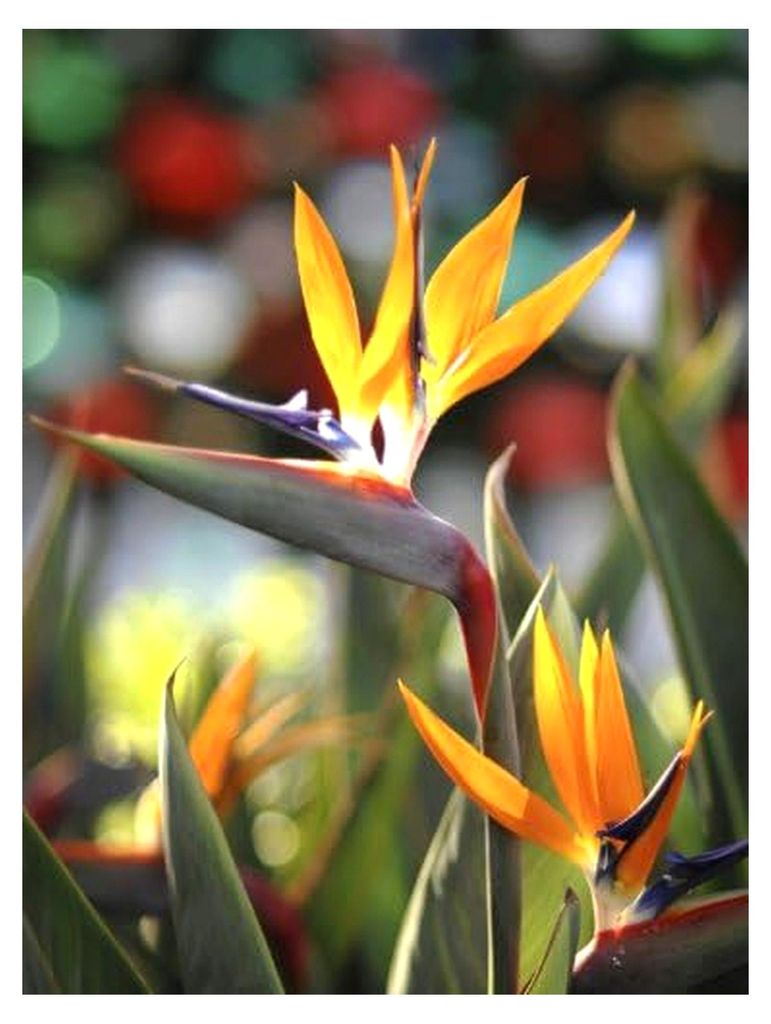 Paradiesvogelblume (Strelitzia Reginae)