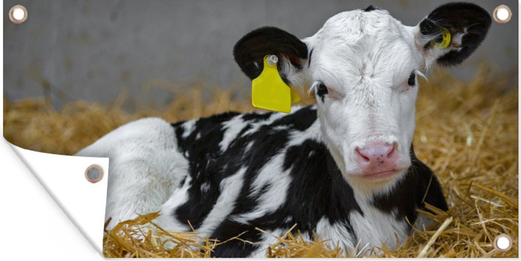 MuchoWow 160x80 cm Outdoor-Poster Gartendeko Sichtschutz Garten Poster für den Garten Kuh - Stroh - Kalb - Tier