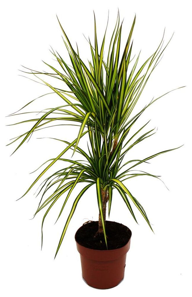 Dracaena marginata "Sunray" - Sonnenstrahl-Drachenbaum - 17cm Topf - 2er Tuff