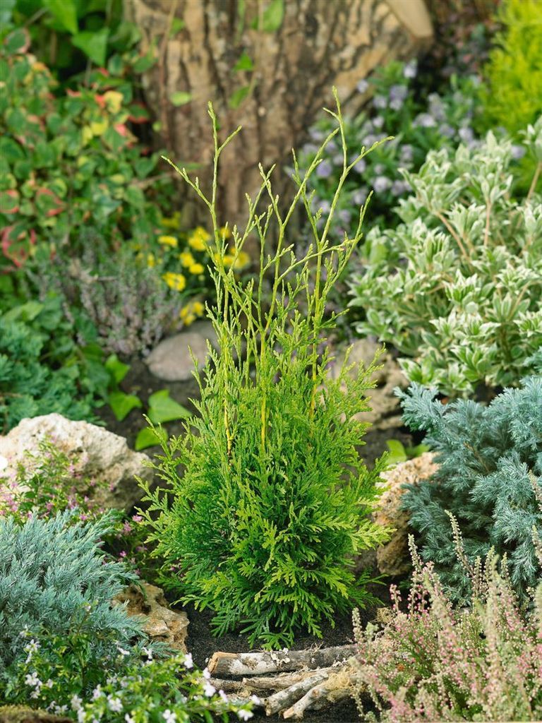 Thuja occidentalis 'Brabant', Lebensbaum, grün, 80–100 cm Produktbild 9