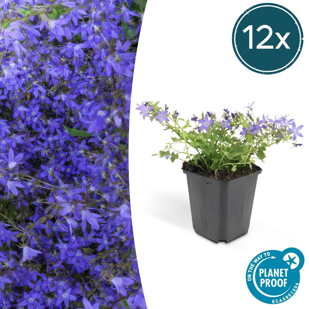 Skalníková trvalka - Zvonek - Campanula poscharskyana Obrázek produktu 