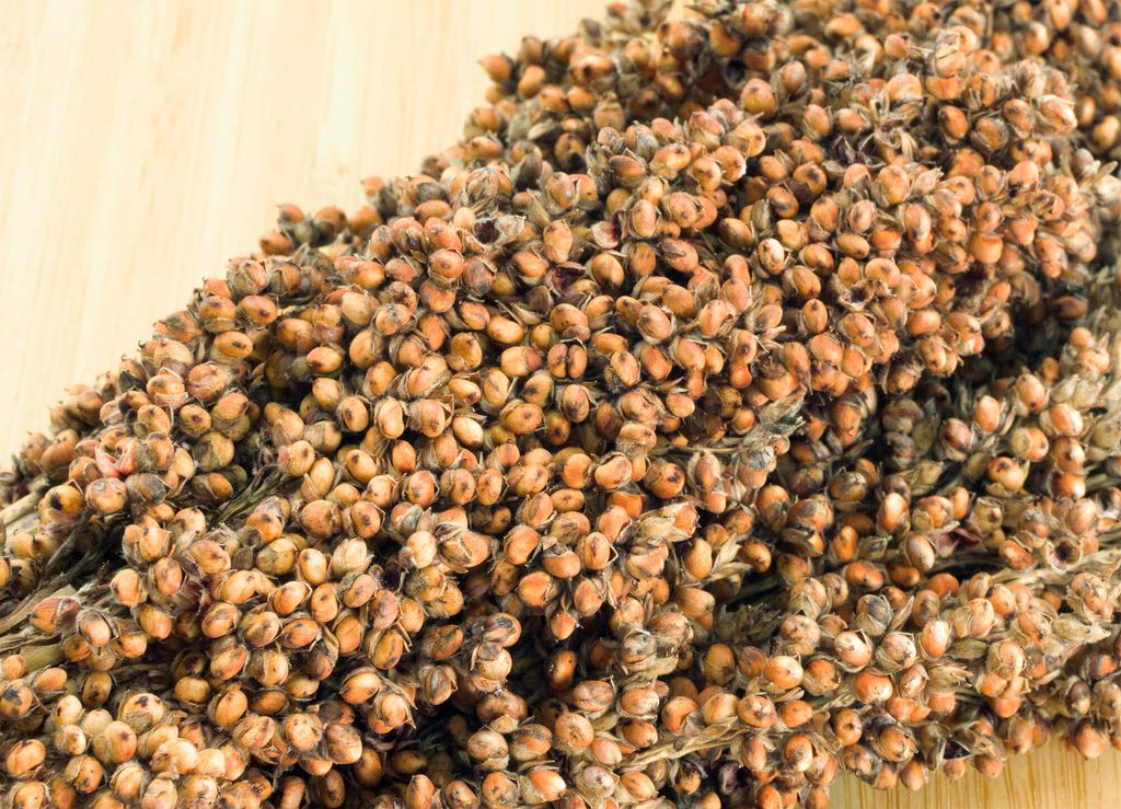 Getzoo Sorghum weiß - getrocknet (Bund) Produktbild 