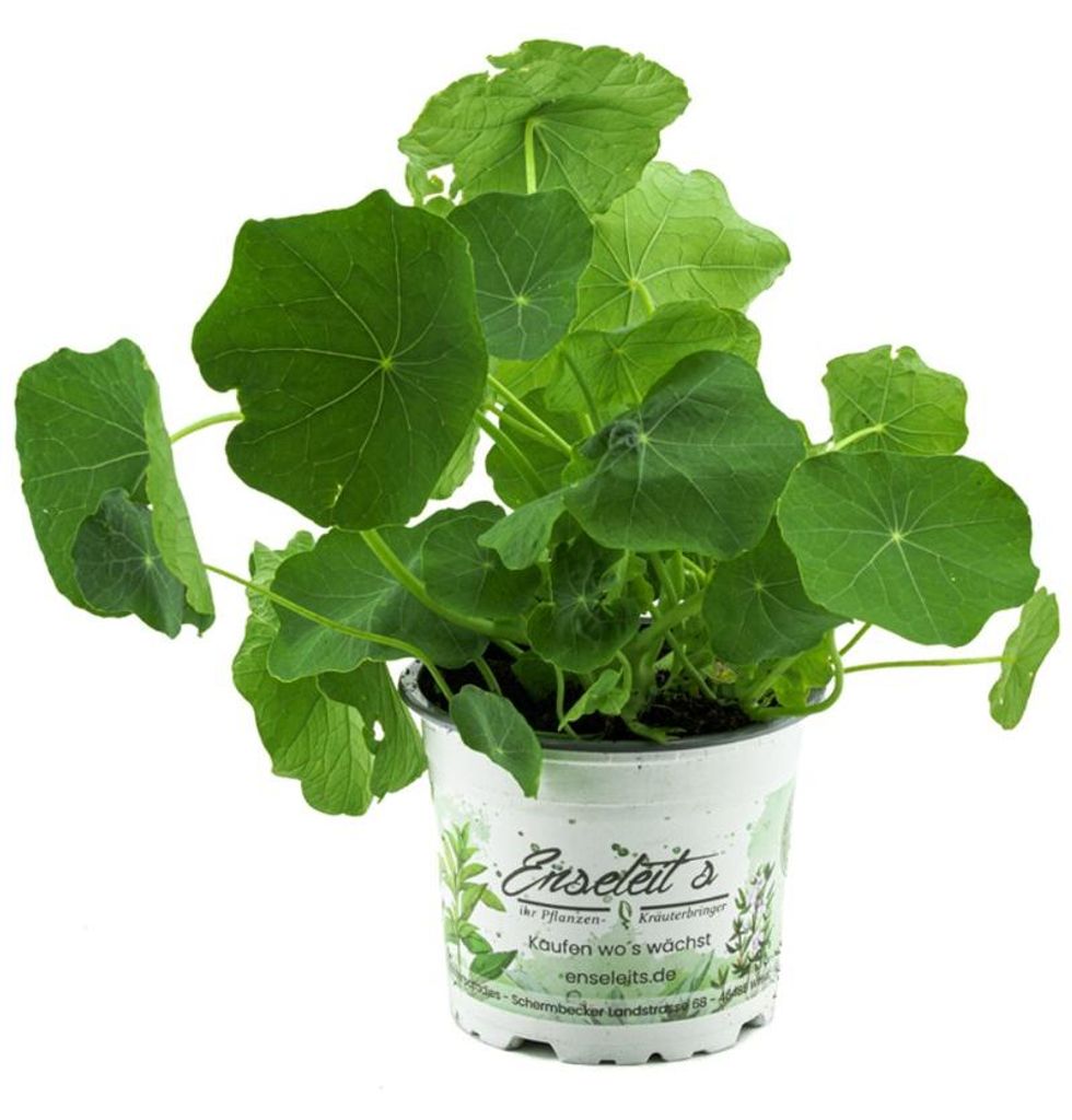 Enseleits Kapuzinerkresse,Tropaeolum majus,frische Kresse Produktbild 