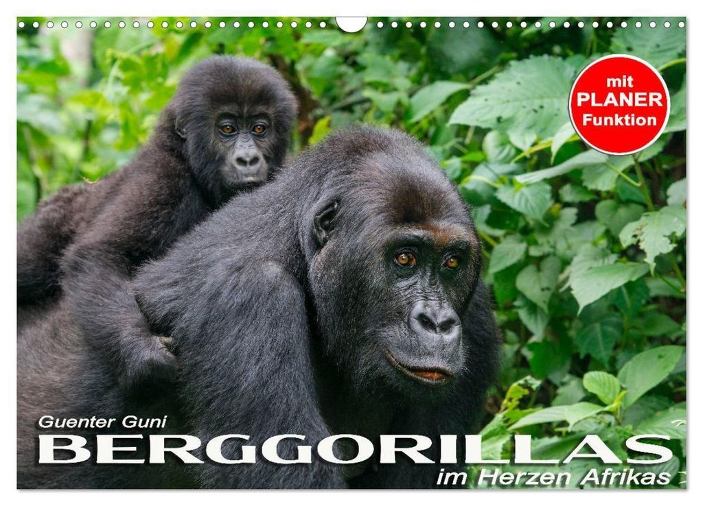 Berggorillas im Herzen Afrikas (Wandkalender 2027 DIN A3 Produktbild 