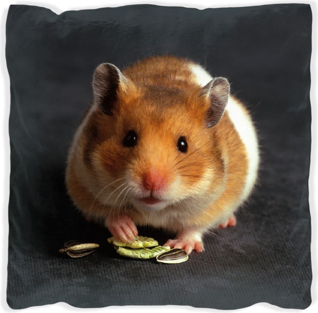 Wallario Premium Kissen, weiche Oberfläche, mit Motiv Putziger Hamster mit Nüssen zwischen den Pfoten, Größe: 40 x 40 cm, mit weißer Rückseite