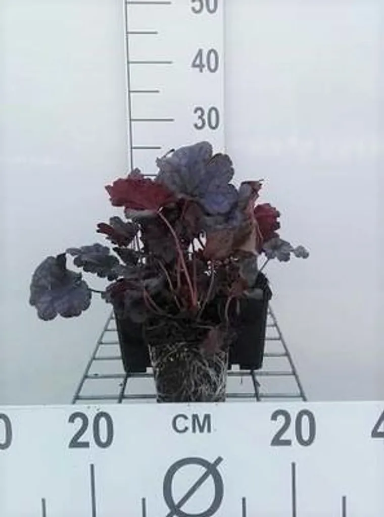 Heuchère pourpre Plum Pudding : Plante Vivace Robuste contre le Gel