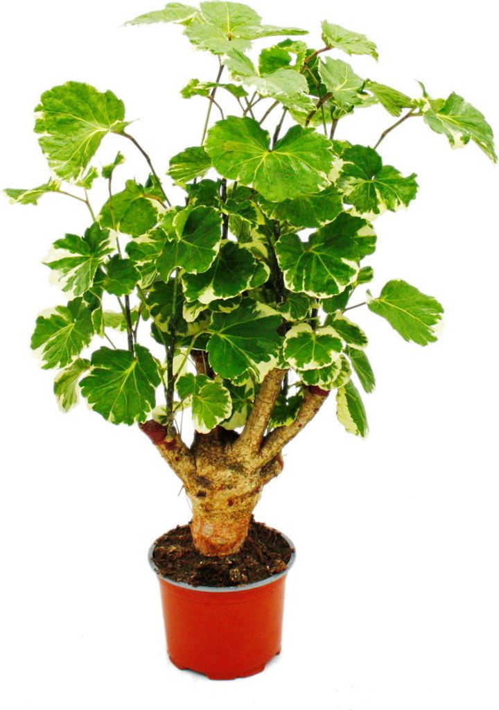 Aralie pennée à fleurs blanches - Polyscias balfouriana - Image du produit 