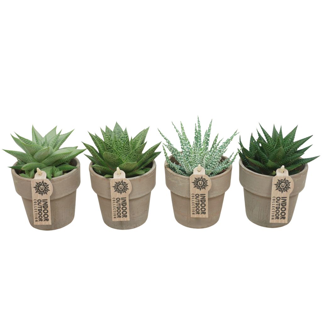 Aloe Wüstenlilie im 4er Set mit Übertopf Produktbild 