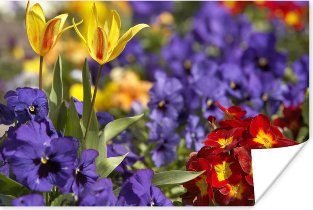MuchoWow Poster Frühling - Blumen - Farben 120x80 cm - Bilder