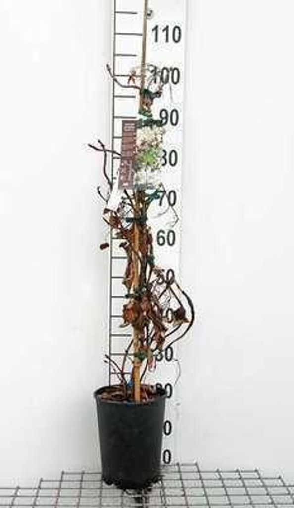 Schizophragma hydr. 'Rose Sensation' - Japanische Spalthortensie 50-60 cm | Topf