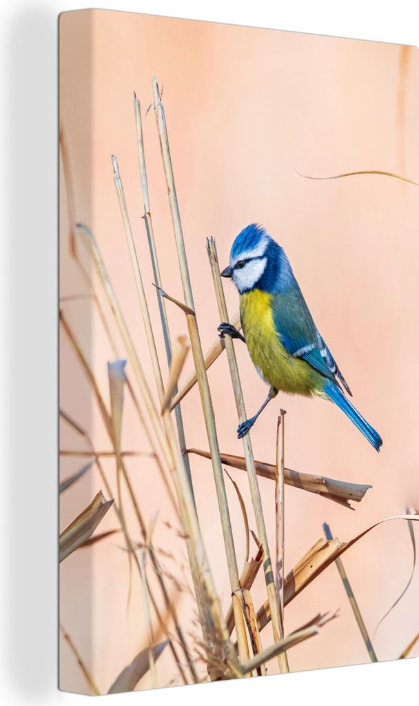 OneMillionCanvasses - Leinwandbilder - 90x140 cm, Vogel - Blaumeise - Schilf, Wandbilder Kunstdruck Wanddekoration - Foto auf Leinwand - Gemälde...