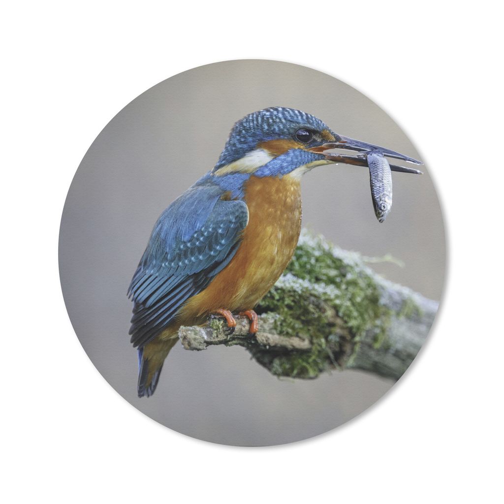MuchoWow Mauspad Mousepad Eisvogel - Fisch - Tier 20x20 cm - Mousepads - Maus Mat - Pad - Mausunterlage - Schreibtischmatte