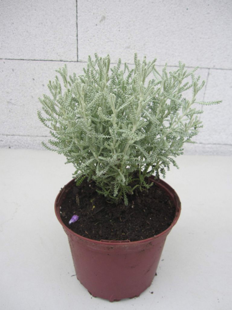 Graues Heiligenkraut - Zypressenkraut kompakt - Santolina chamaecyparissus ssp. tomentosa