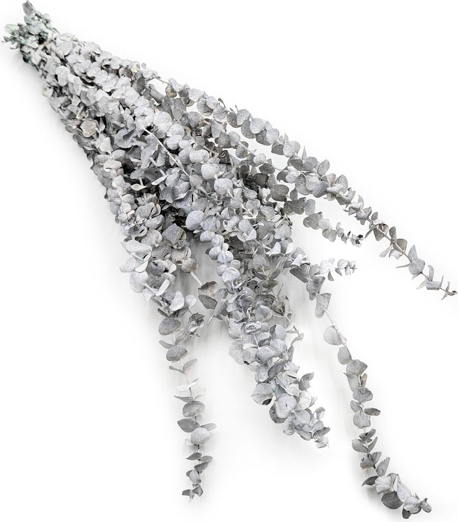 Stabilisiertes Eukalyptus - Baby - Gebleicht Grün