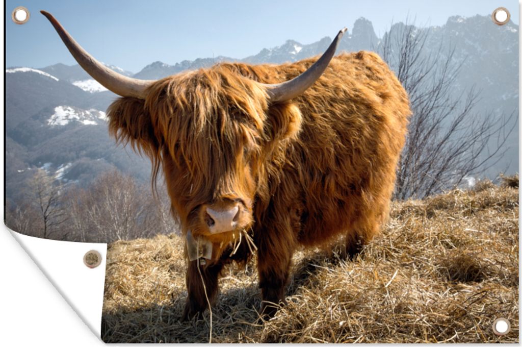 MuchoWow 120x80 cm Outdoor-Poster Gartendeko Sichtschutz Garten Poster für den Garten Schottischer Highlander - Berg - Schnee