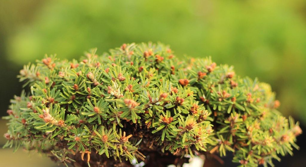 Zwerg Koreatanne Abies koreana Kristallkugel auf Stamm veredelt 40 cm immergrün