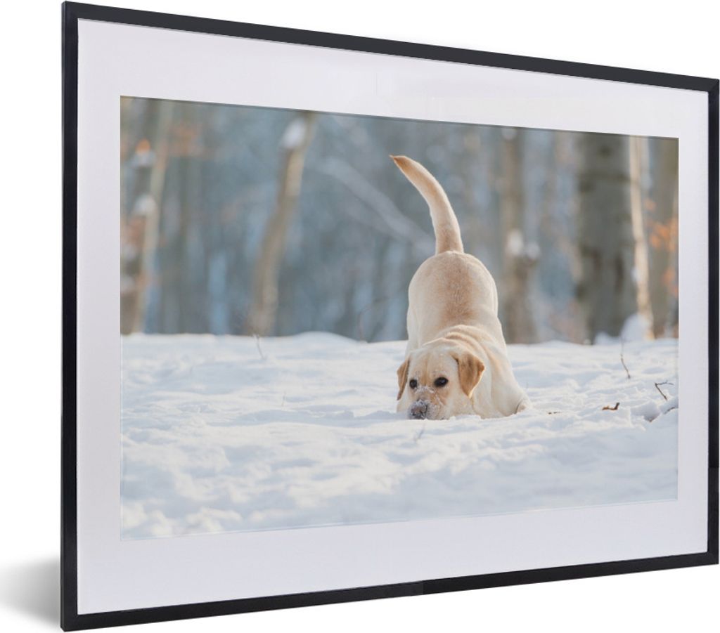 MuchoWow Gerahmtes Poster Blick auf einen Labradorhund, der im Schnee spielt 40x30 cm - Poster mit Schwarzem Bilderrahmen Wandposter Rahmen Foto ...