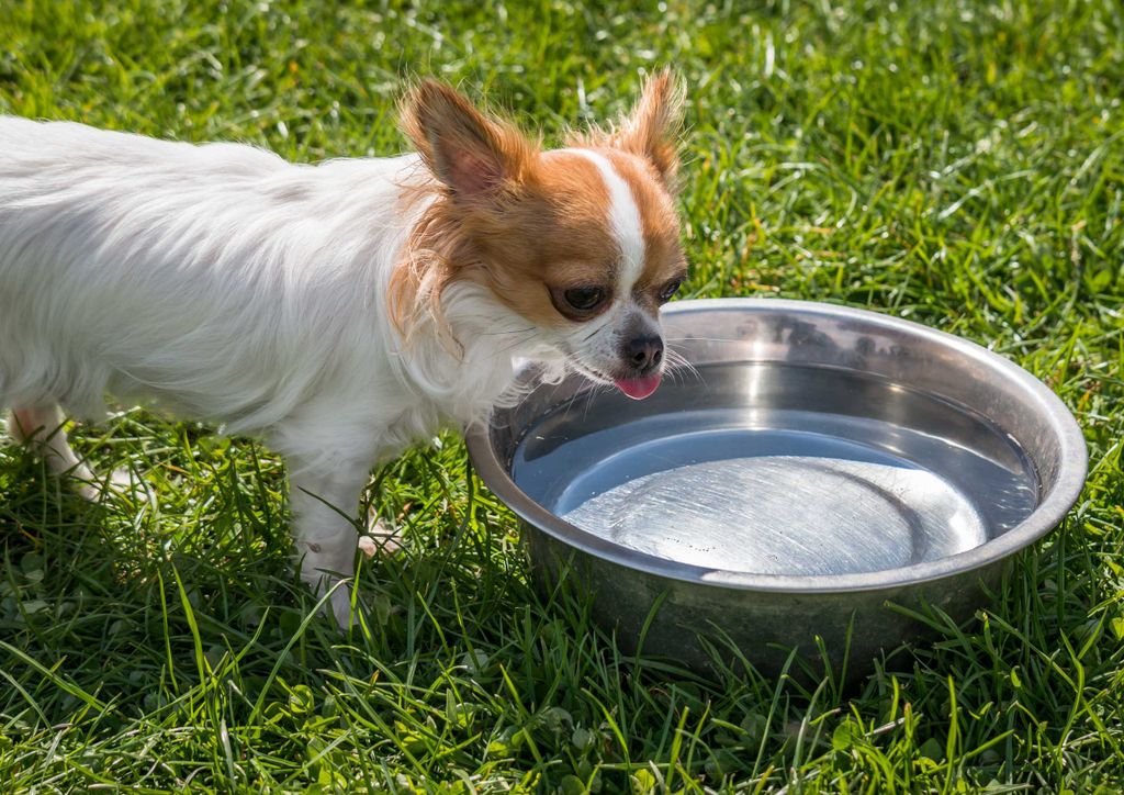 hansepuzzle 36055 - Chihuahua Puzzle, 260 Teile, Tierwelt, 41,0 x 28,0cm mit hochwertiger Aufbewahrung, Kartonbox und wiederverschließbarem Beutel