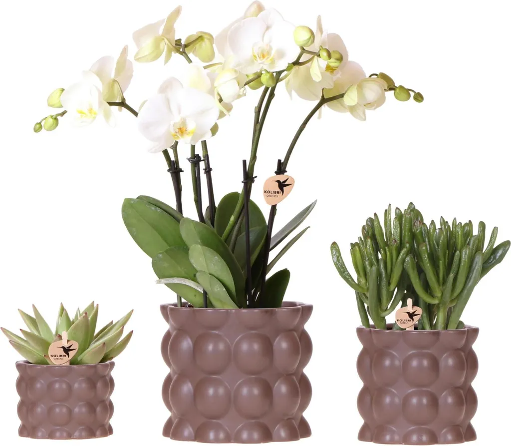 Orchidée Phalaenopsis et Succulentes avec Cache-pots Céramique Ø12/9/6