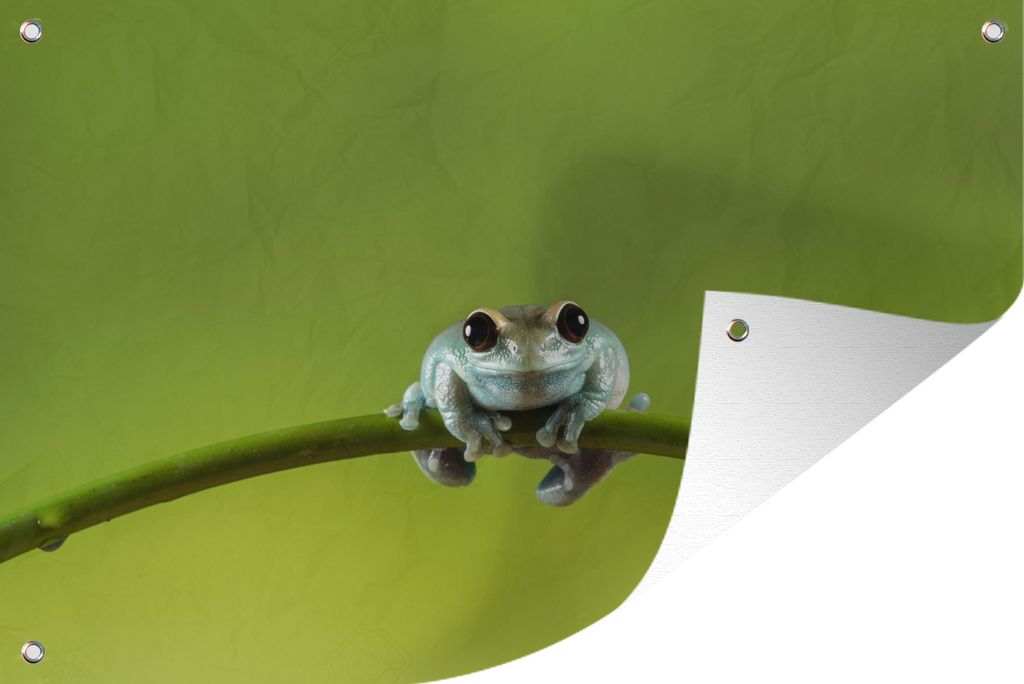 MuchoWow 120x80 cm Outdoor-Poster Gartendeko Sichtschutz Garten Poster für den Garten Frosch - Zweig - Grün