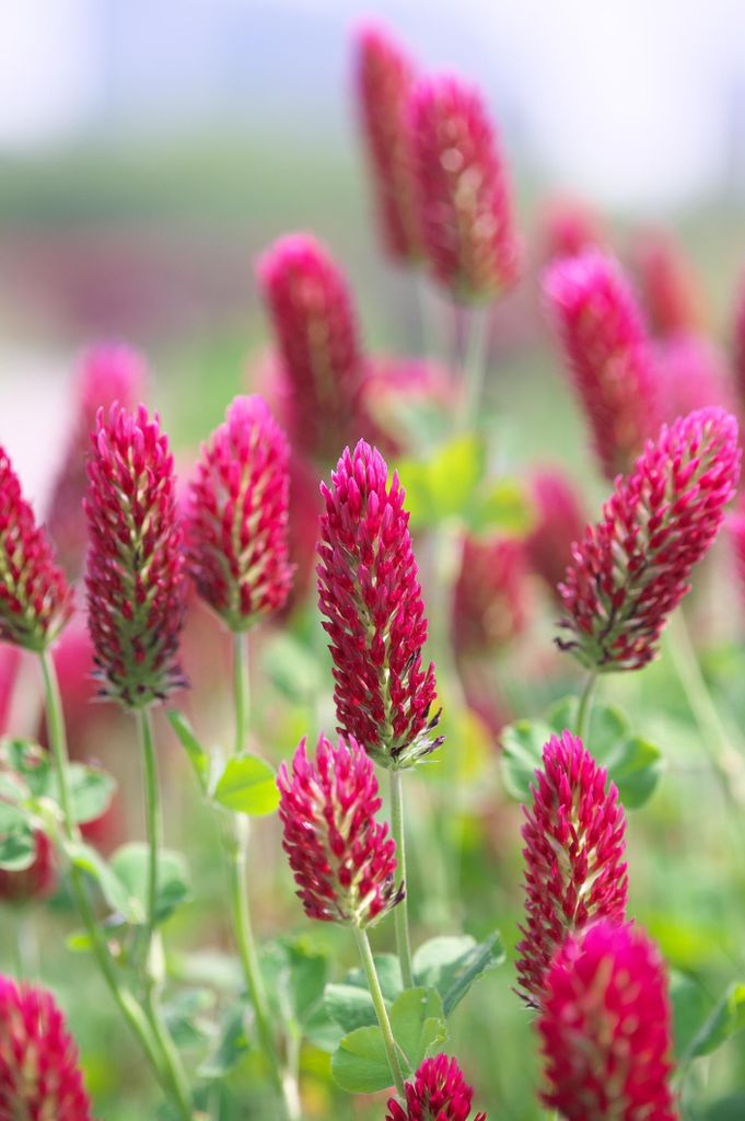 3000 Samen Inkarnatklee Trifolium incarnatum Klee Rosenklee Produktbild 