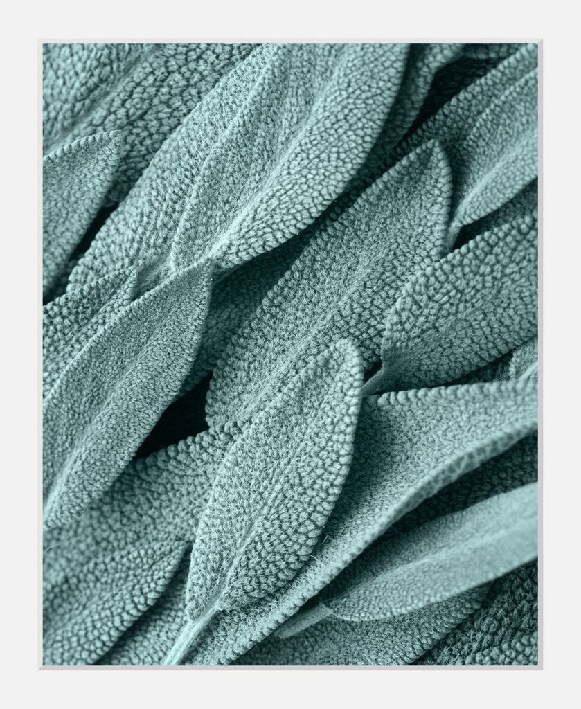 Gerahmter Digitaldruck 30x40cm Eukalyptus Pflanzen Plant Art | Wandbild | Design-Poster | Weißer Holzrahmen | Dekoration