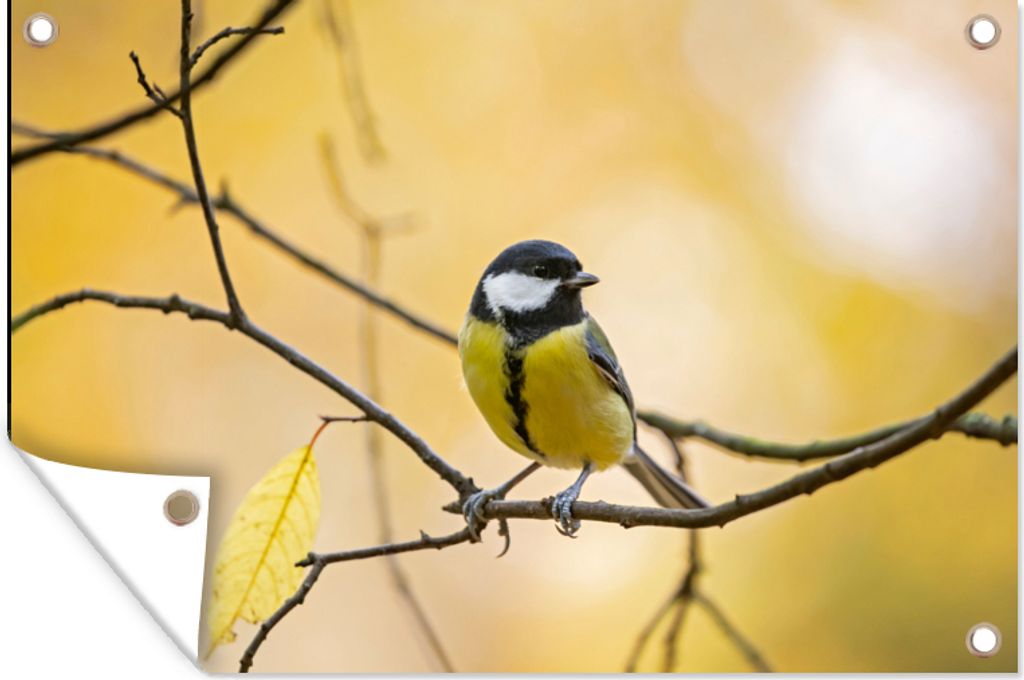 MuchoWow 120x80 cm Outdoor-Poster Gartendeko Sichtschutz Garten Poster für den Garten Kohlmeise - Zweig - Vogel - Tiere